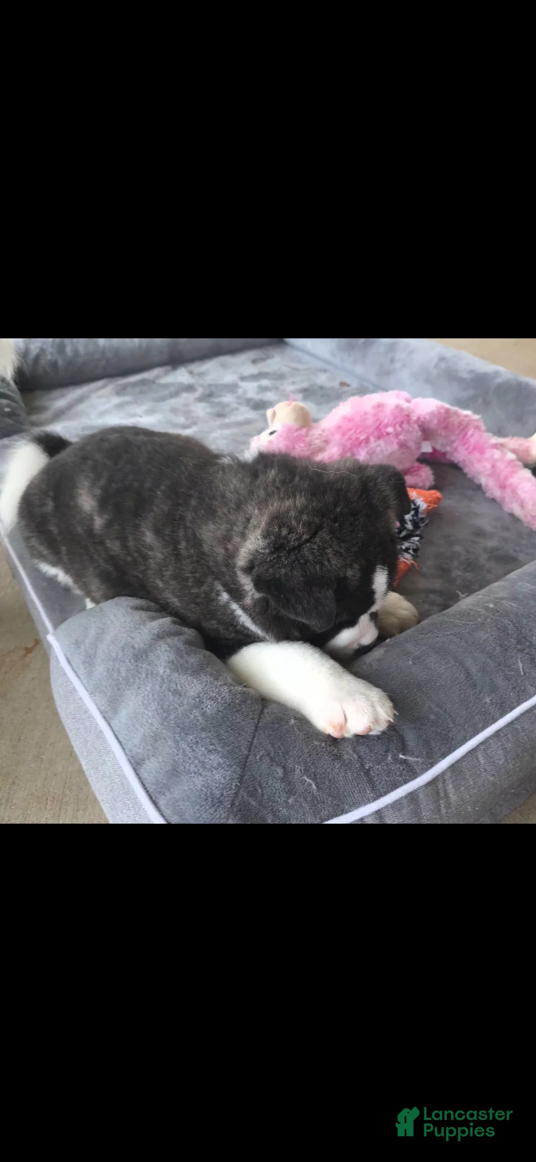 Akita dogs for sale: AKC Lucky - Ad 8