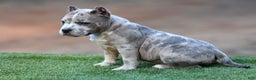 American Bully dogs for sale: Blue Brindle Merle Female - Ad 5