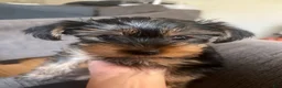 Yorkshire Terrier dogs for sale: Yorkshire Terrier Female - Ad 4