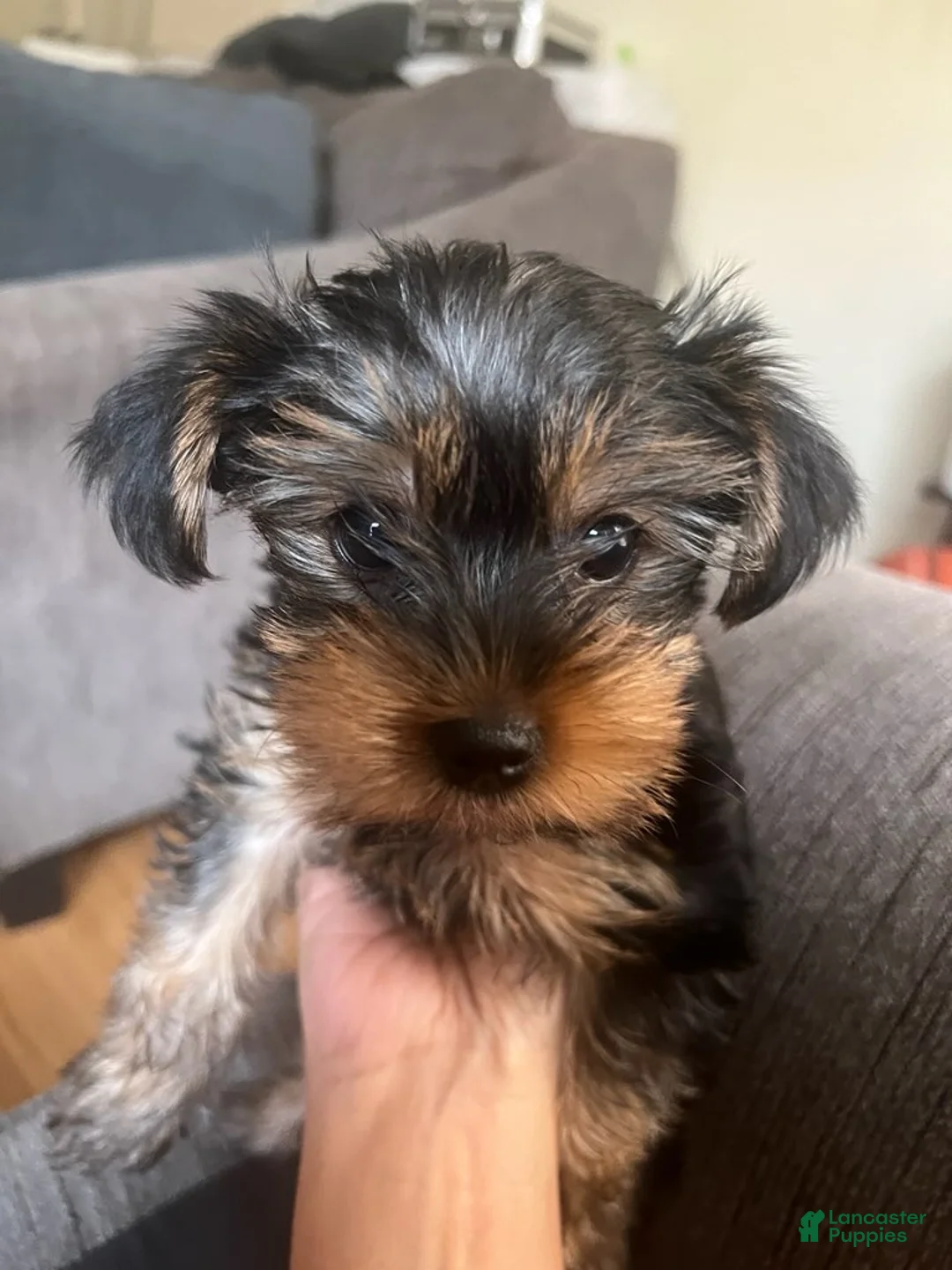 Yorkshire Terrier dogs for sale: Yorkshire Terrier Female - Ad 4