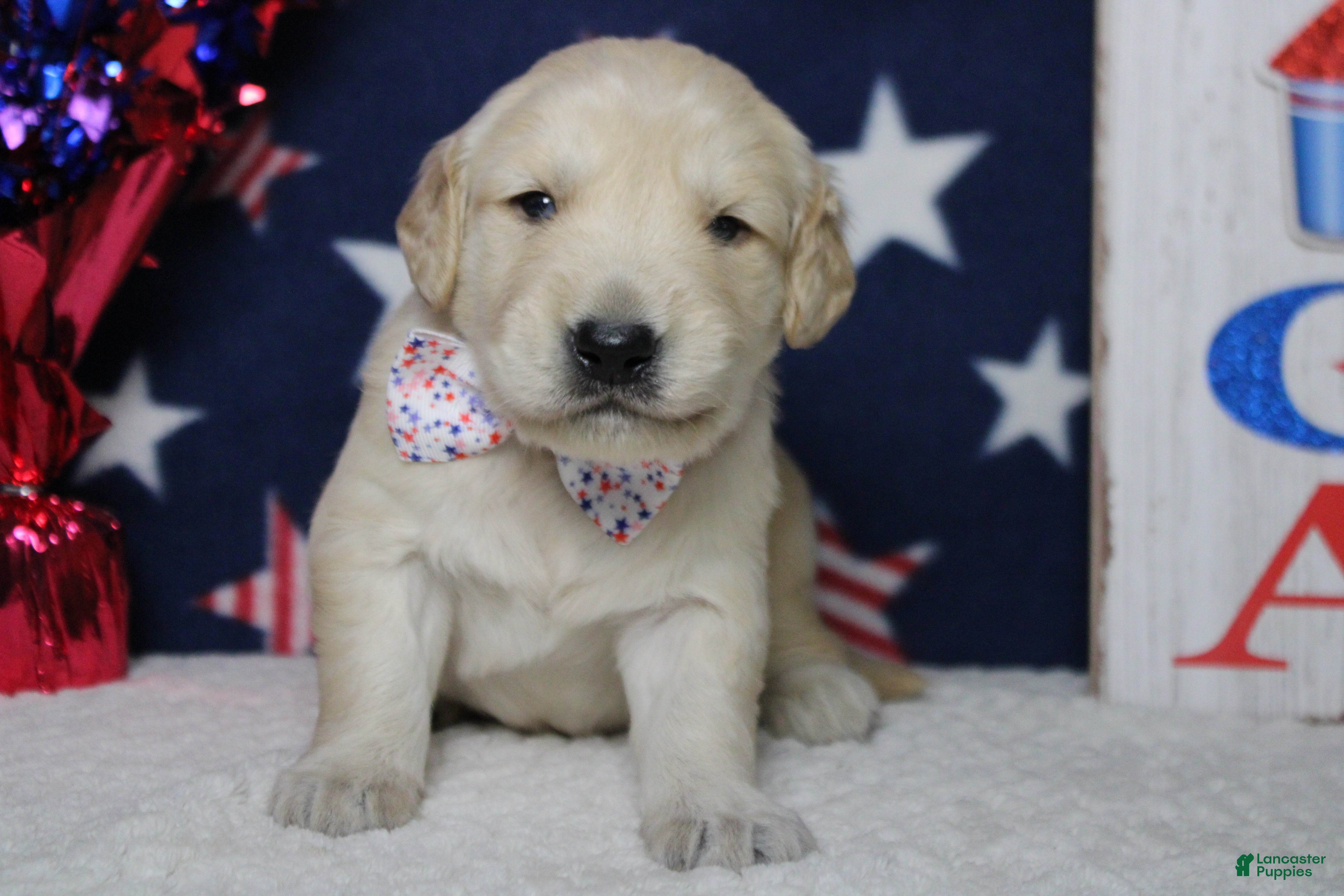 Golden Retriever dogs Focaccia  - Ad 10