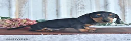 Miniature Dachshund dogs for sale: Smokey Bear - Ad 3
