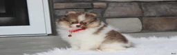Pomeranian dogs for sale: Bentley AKC - Ad 13