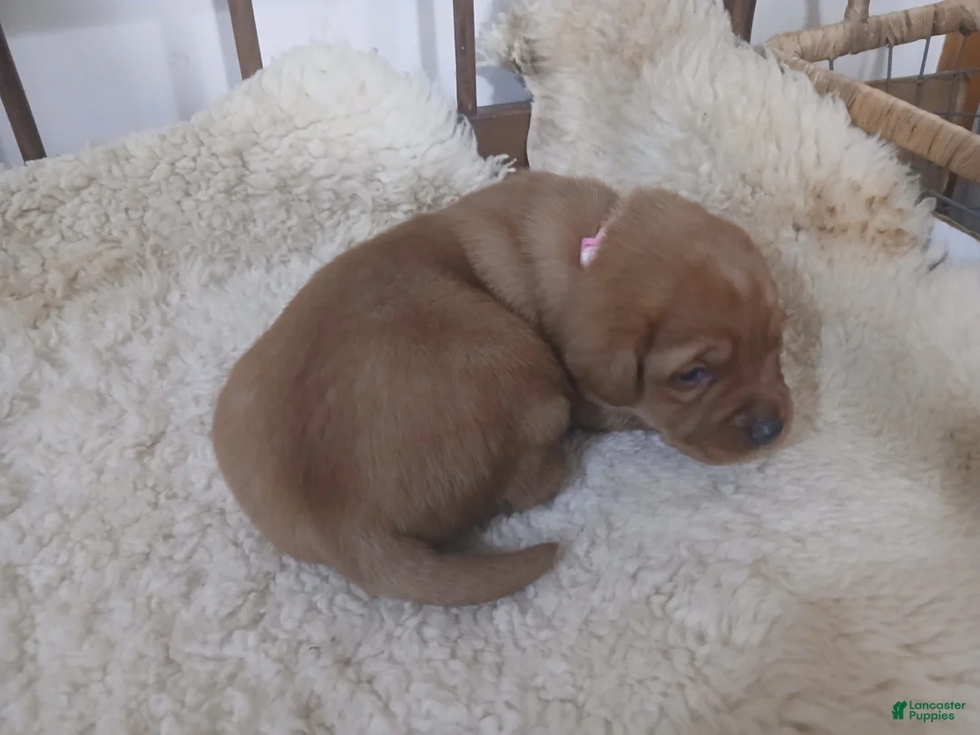 Labrador Retriever dogs for sale: Archer - Ad 7