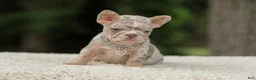 French Bulldog dogs for sale: Digger - Ad 9