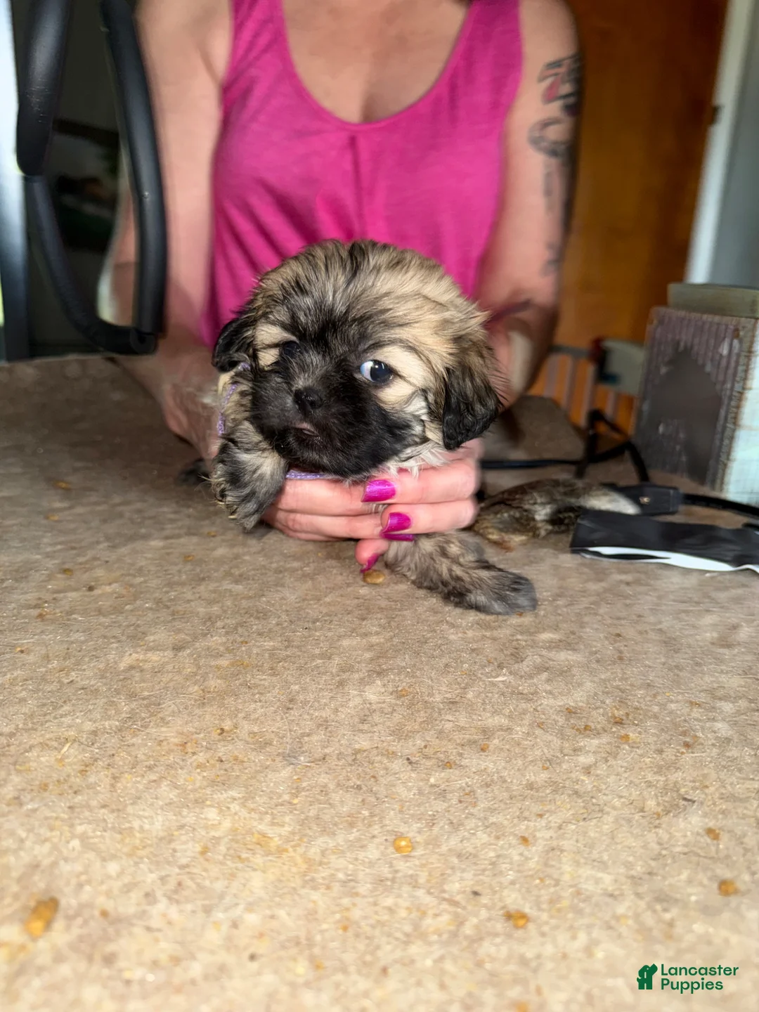 Lhasa Apso dogs for sale: Lhasa Apso Puppy 2 - Ad 5