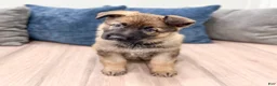 German Shepherd dogs for sale: Karla - Ad 1