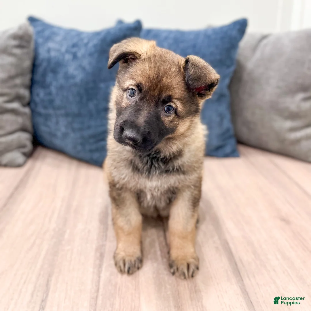 German Shepherd dogs for sale: Karla - Ad 1