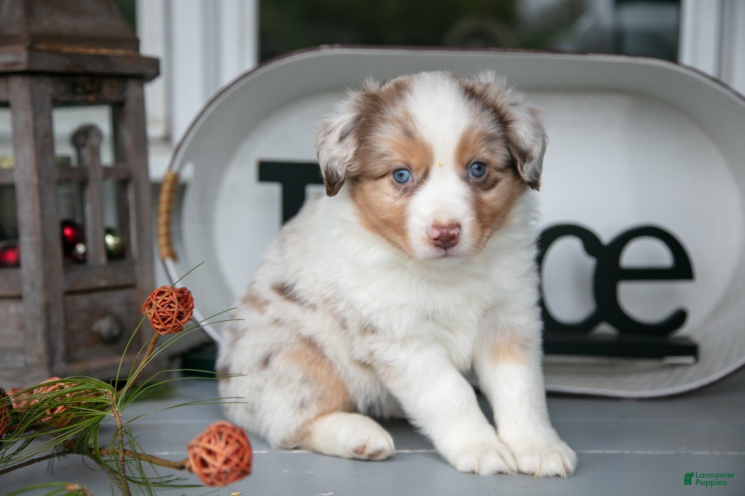 Australian Shepherd dogs for sale: Mose - Ad 3