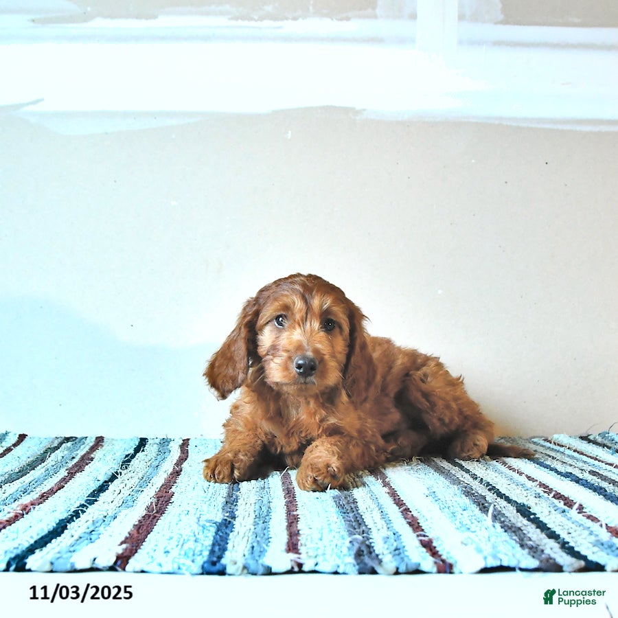 Irish Doodle dogs Lady - Ad 14