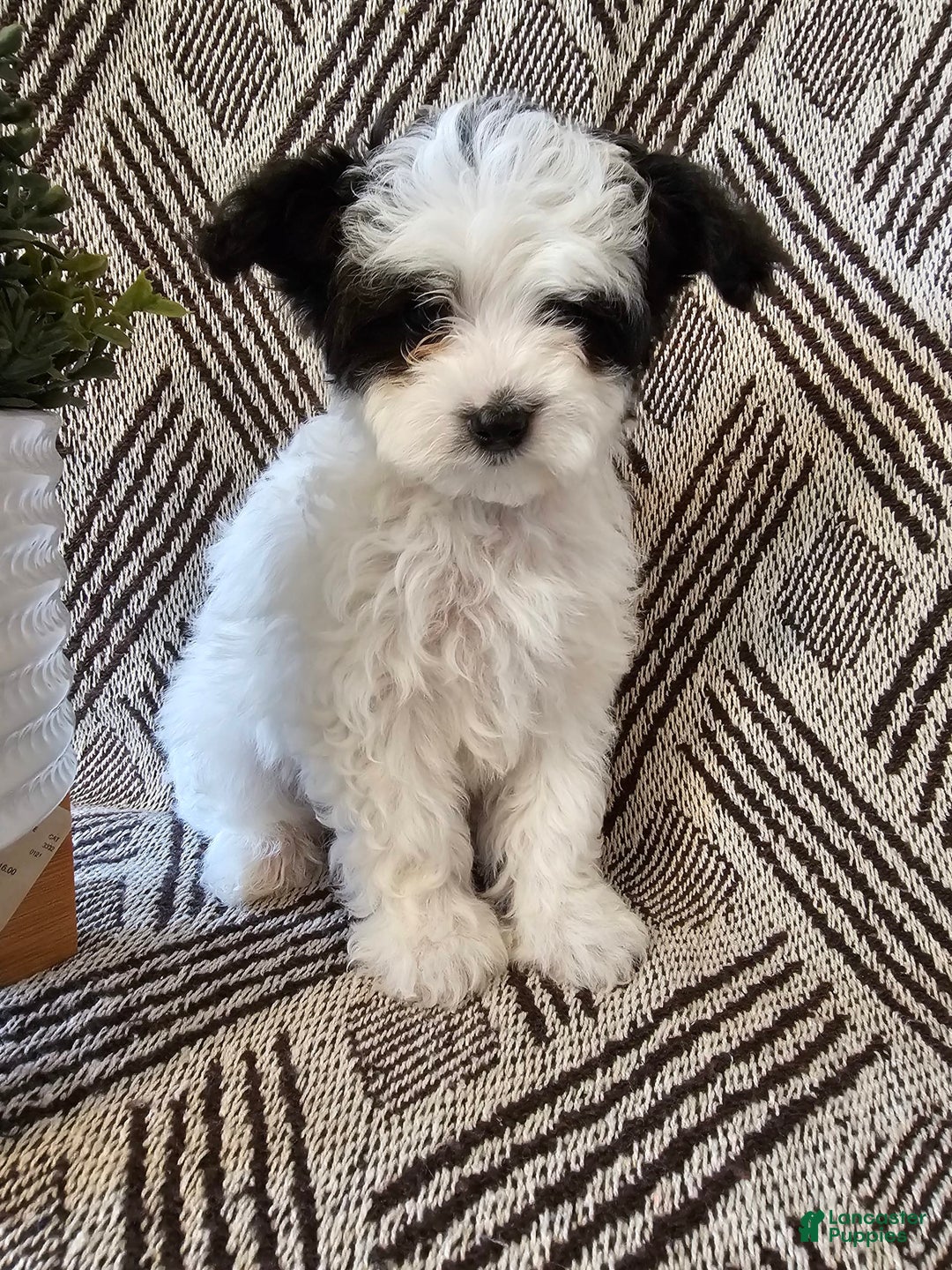 Gallery Image {{count}}