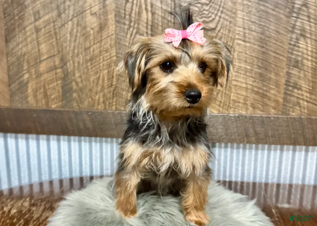 Yorkshire Terrier dogs for sale: Tarza - Ad 6