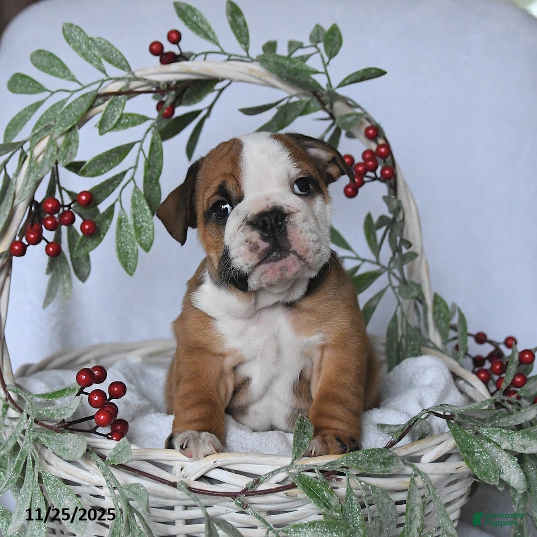 English Bulldog dogs for sale: Jade - Ad 2