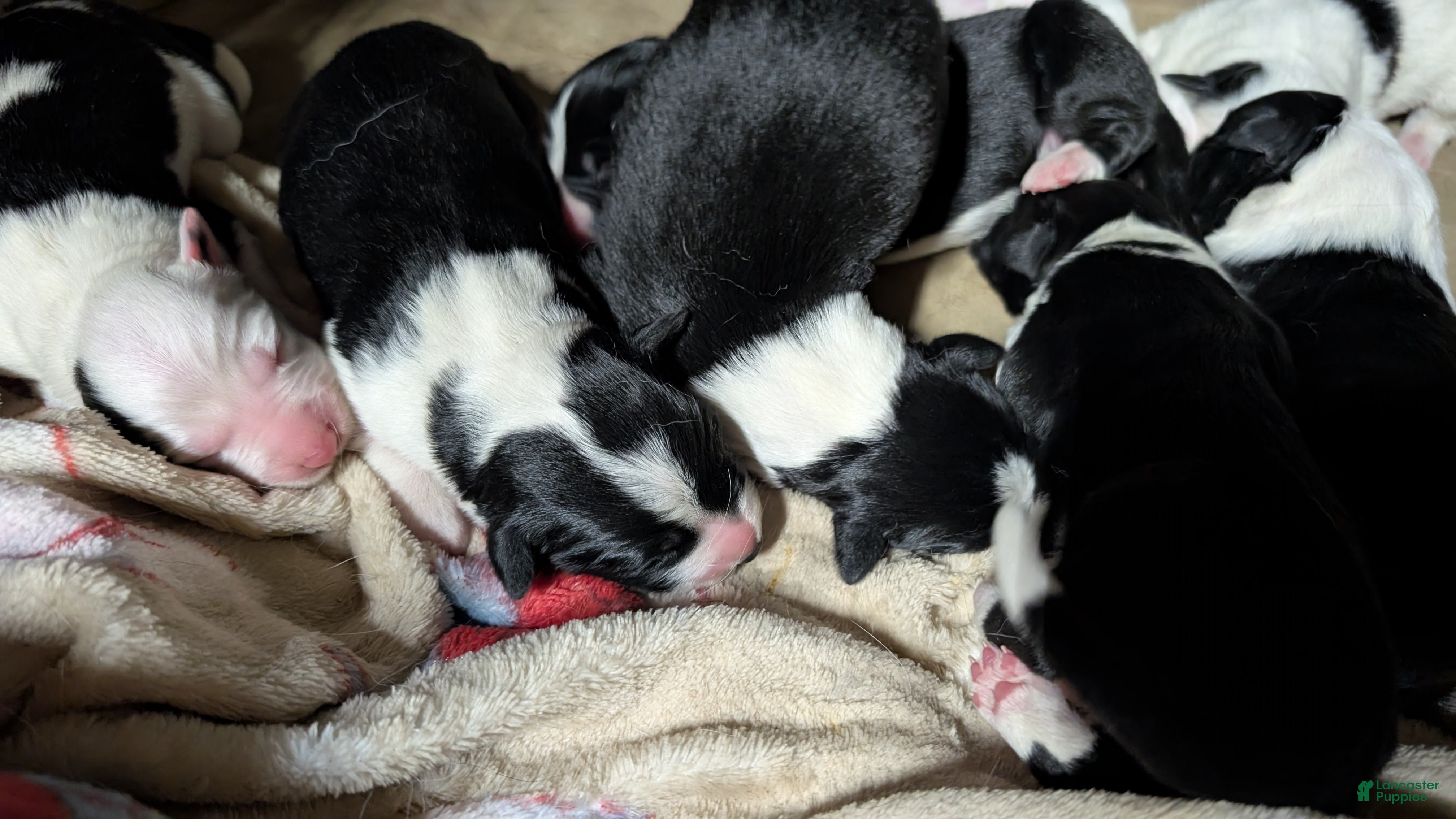 Mixed Breed dogs Chevy - Ad 2