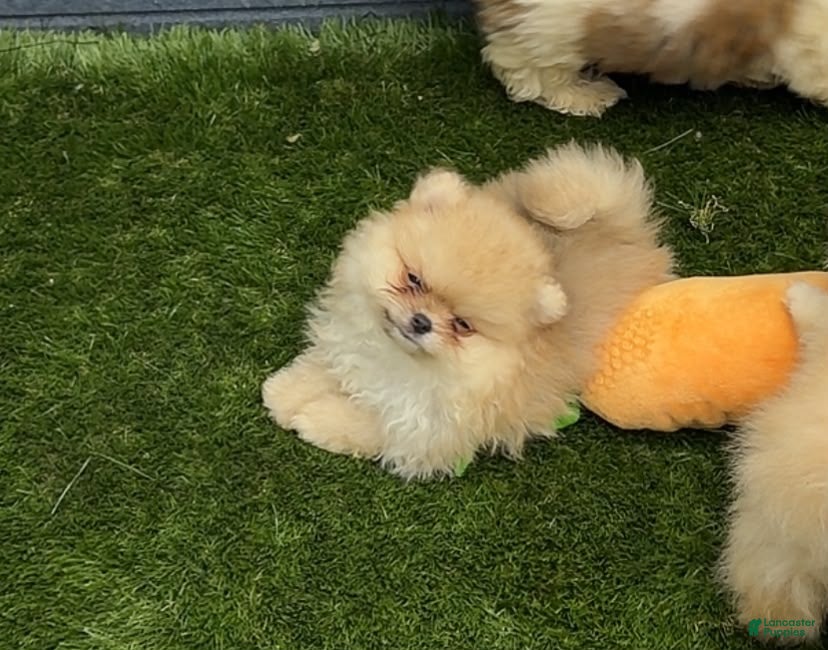 Pomeranian dogs Pomeranian regalo - Ad 1