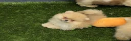 Pomeranian dogs for sale: Pomeranian regalo - Ad 1