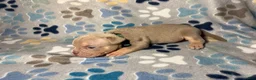 American Bully dogs for sale: MALE GREEN COLLAR - Ad 3