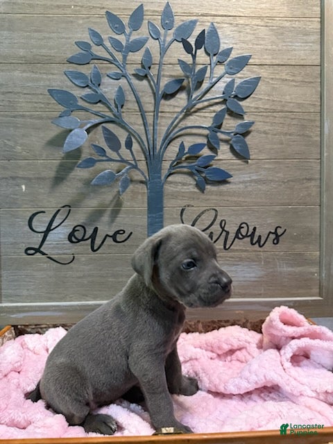 Cane Corso dogs Girl 4 - Ad 2