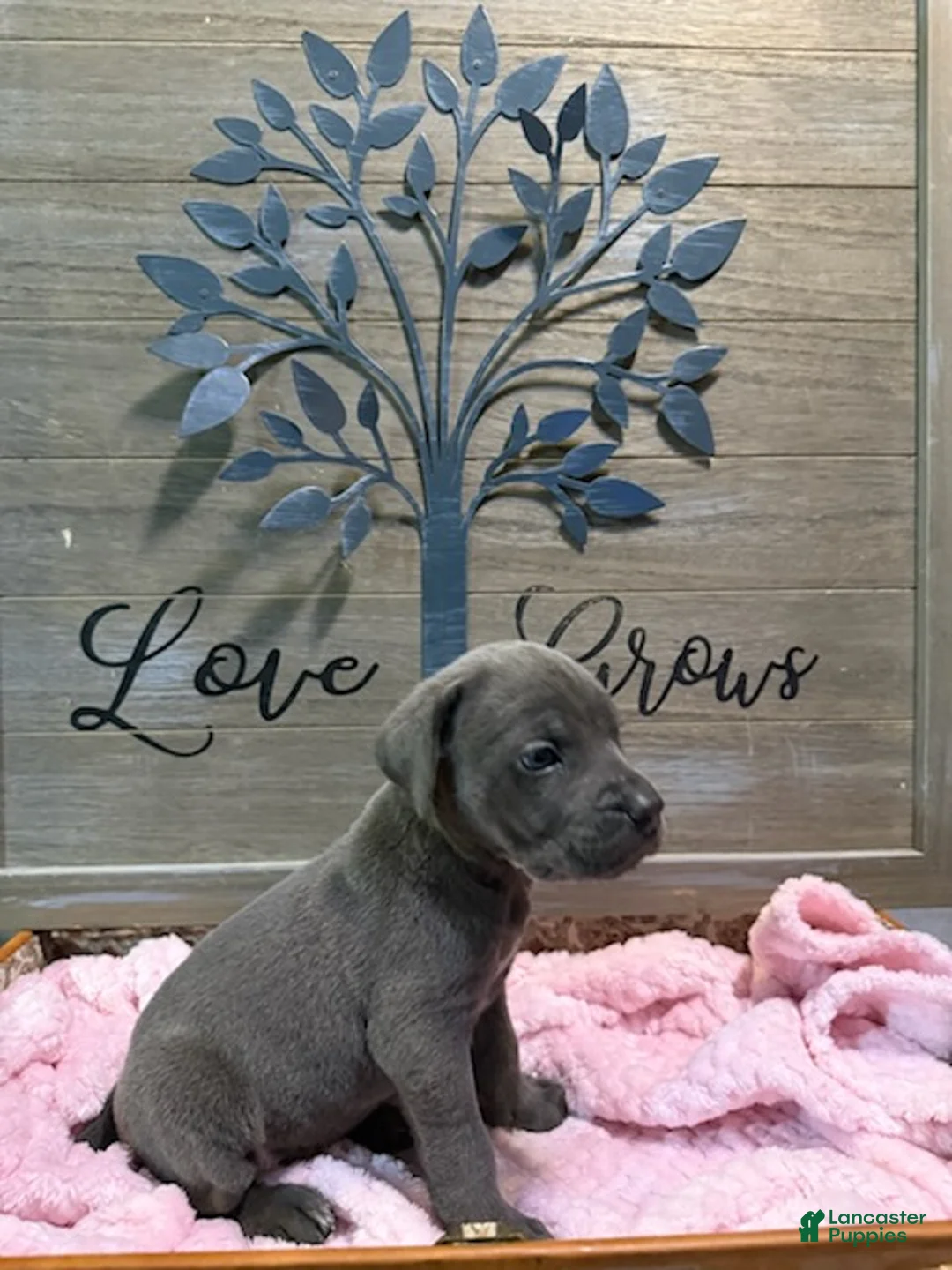 Cane Corso dogs for sale: Girl 4 - Ad 2