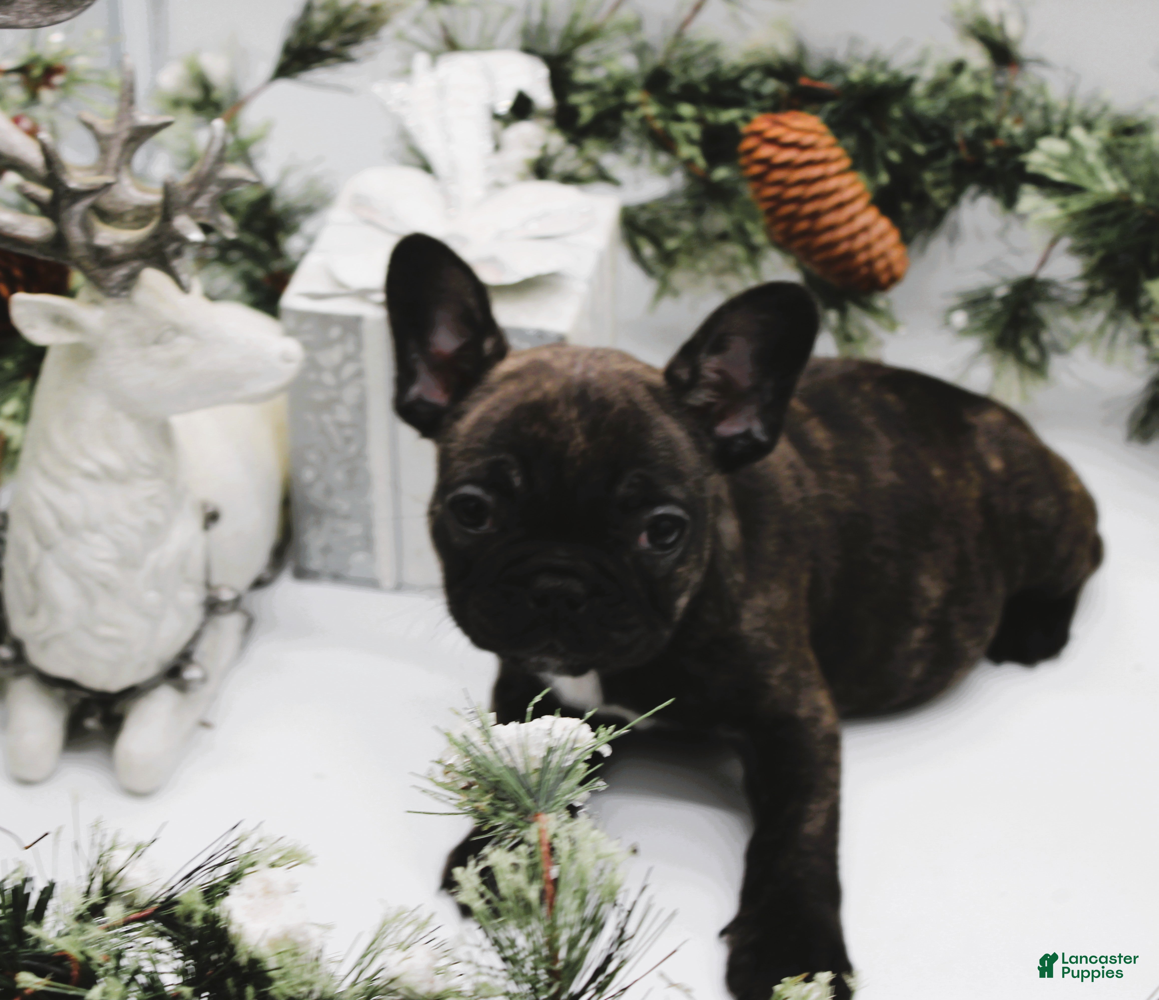 French Bulldog dogs French Bulldog Puppy 5  - Ad 2