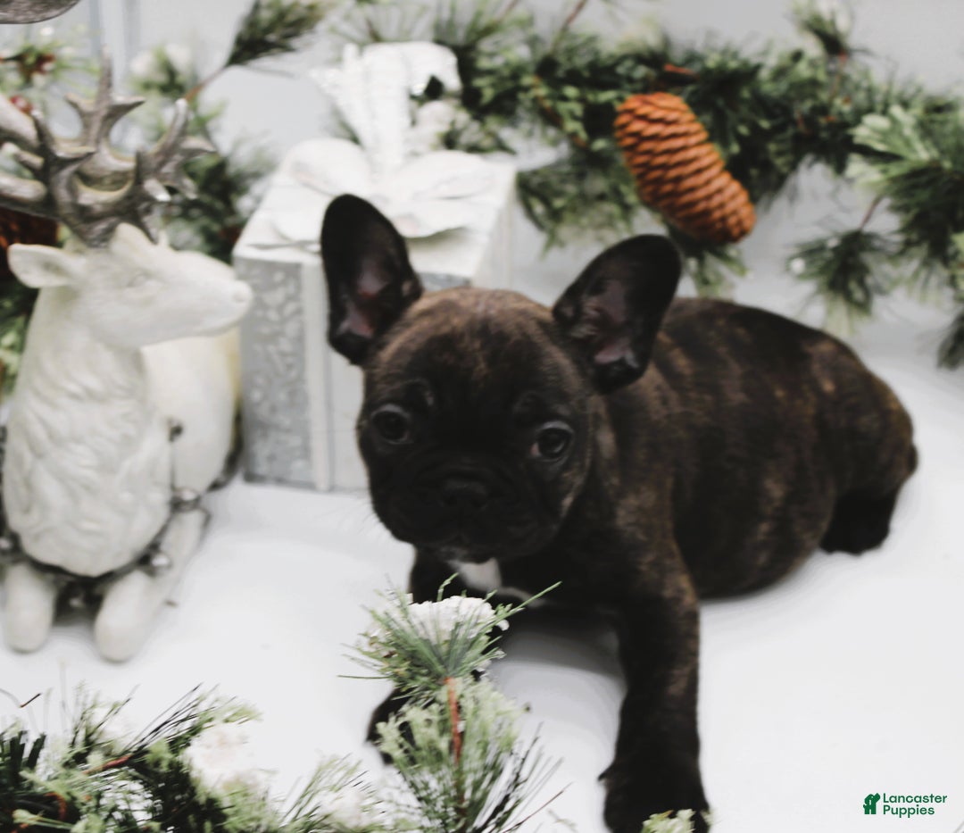 French Bulldog dogs for sale: French Bulldog Puppy 5  - Ad 1