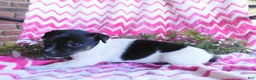 Jack Russell Terrier dogs for sale: Meeny - Ad 4