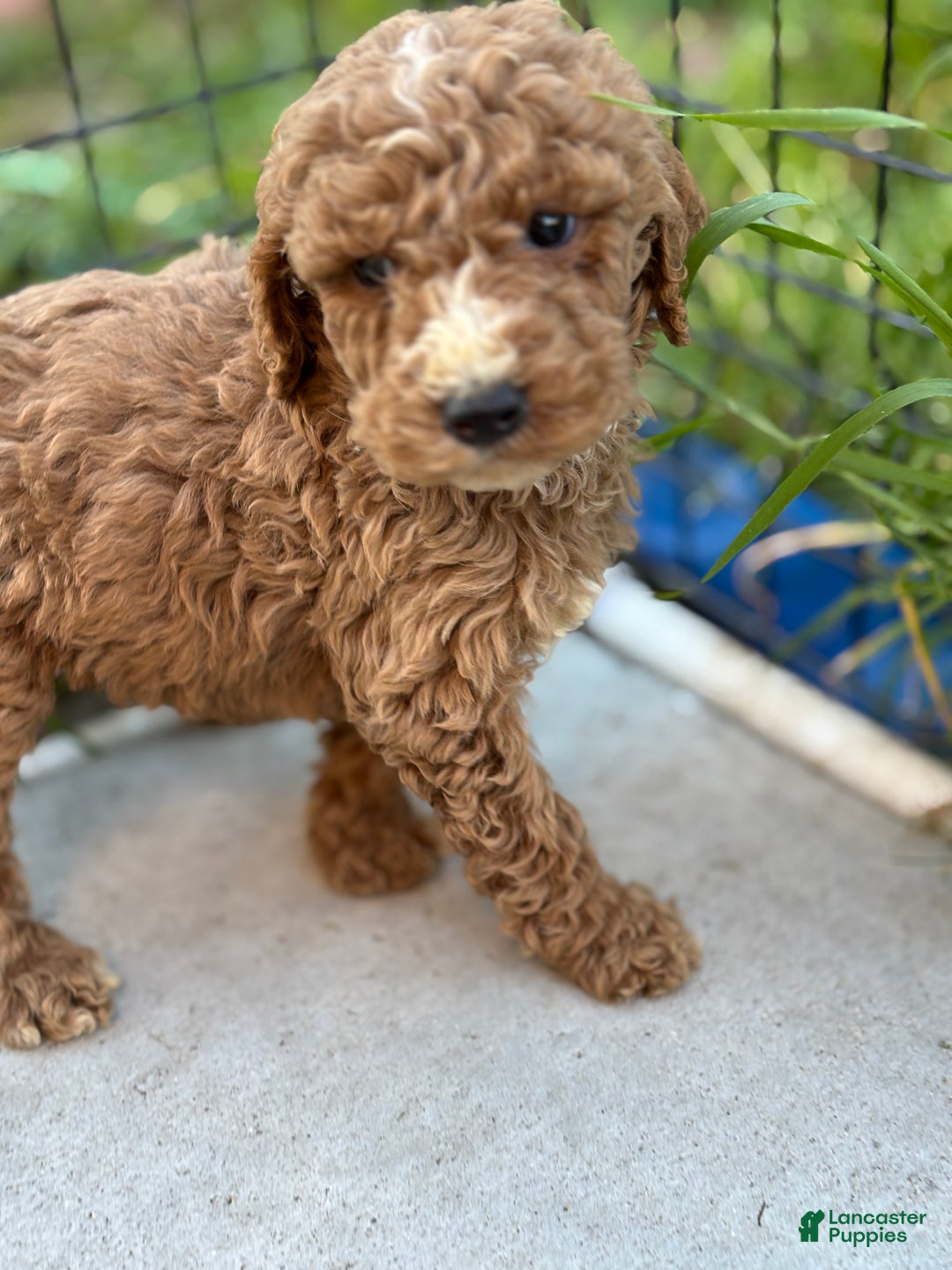Standard Poodle dogs for sale: Atlas - Ad 4
