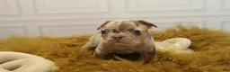 French Bulldog dogs for sale: DEATH BECOMES HER - Ad 5