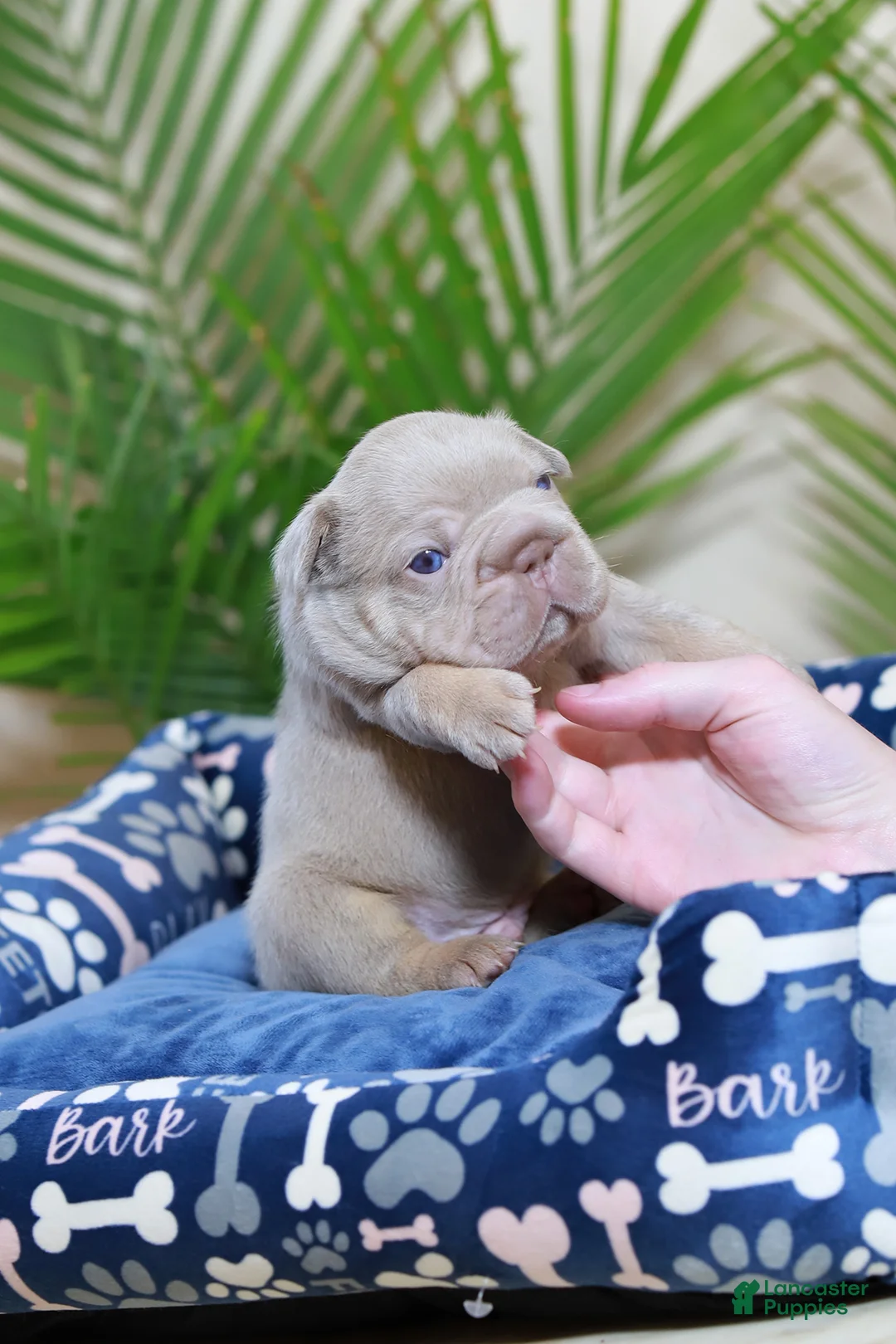 French Bulldog dogs for sale: Royal  - Ad 1