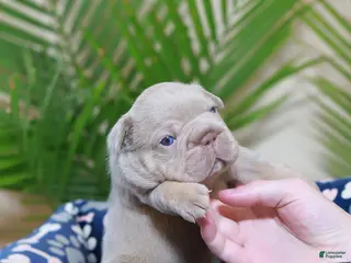 French Bulldog dogs Royal - Ad 16