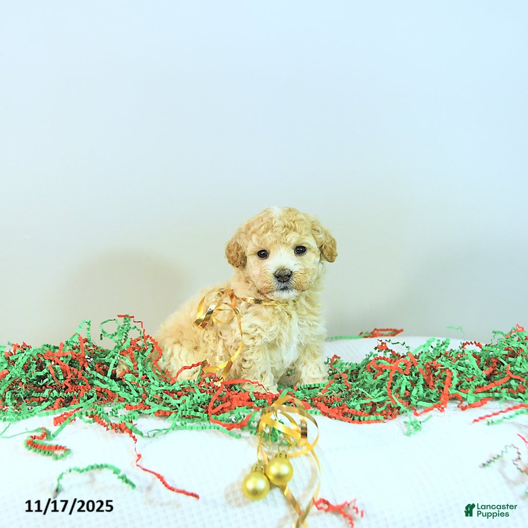 Miniature Poodle dogs for sale: Abby EXTRA SMALL - Ad 7