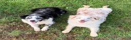 Australian Shepherd dogs for sale: Lemon - Ad 12