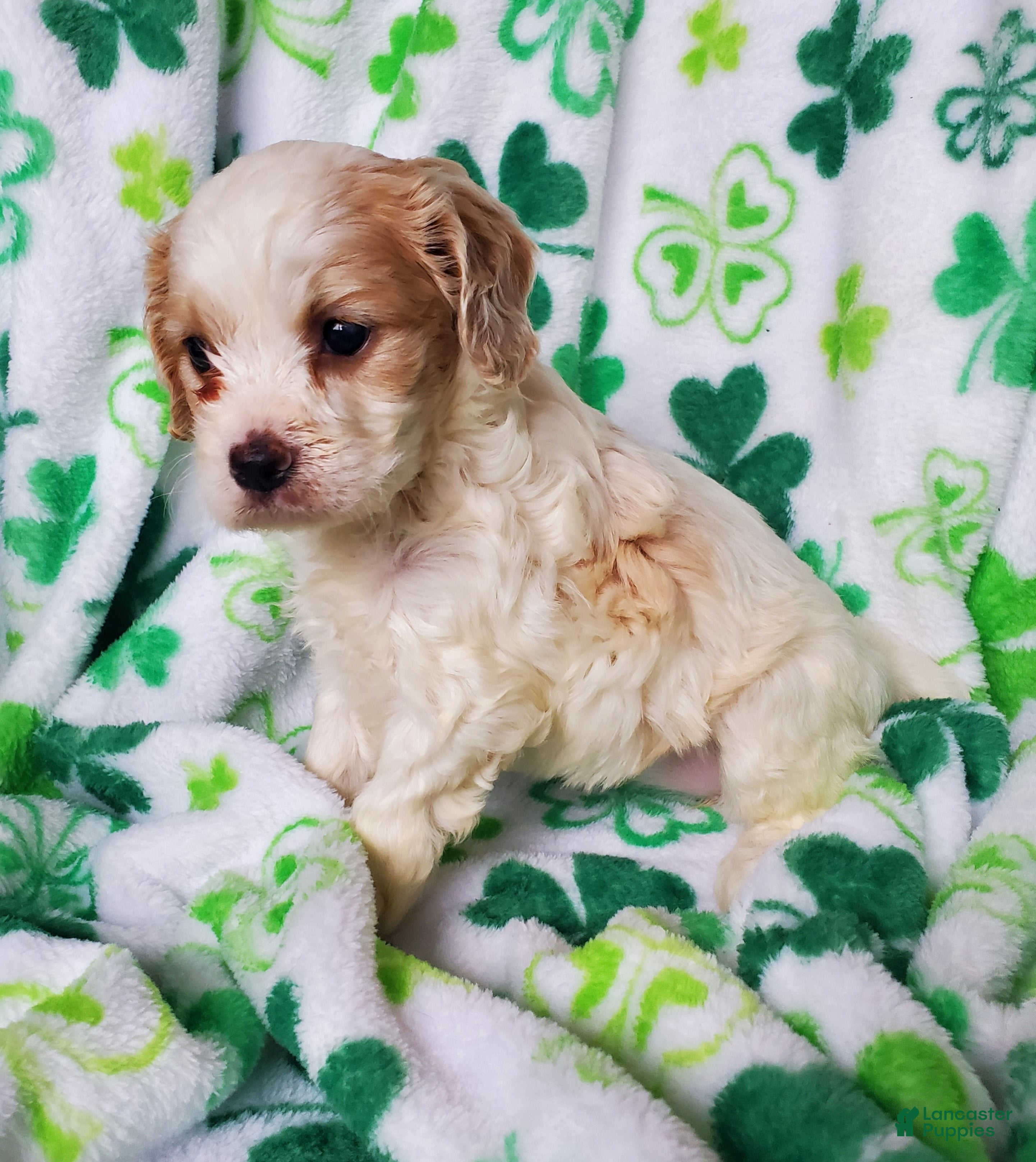 Cavapoo dogs Ava - Ad 1