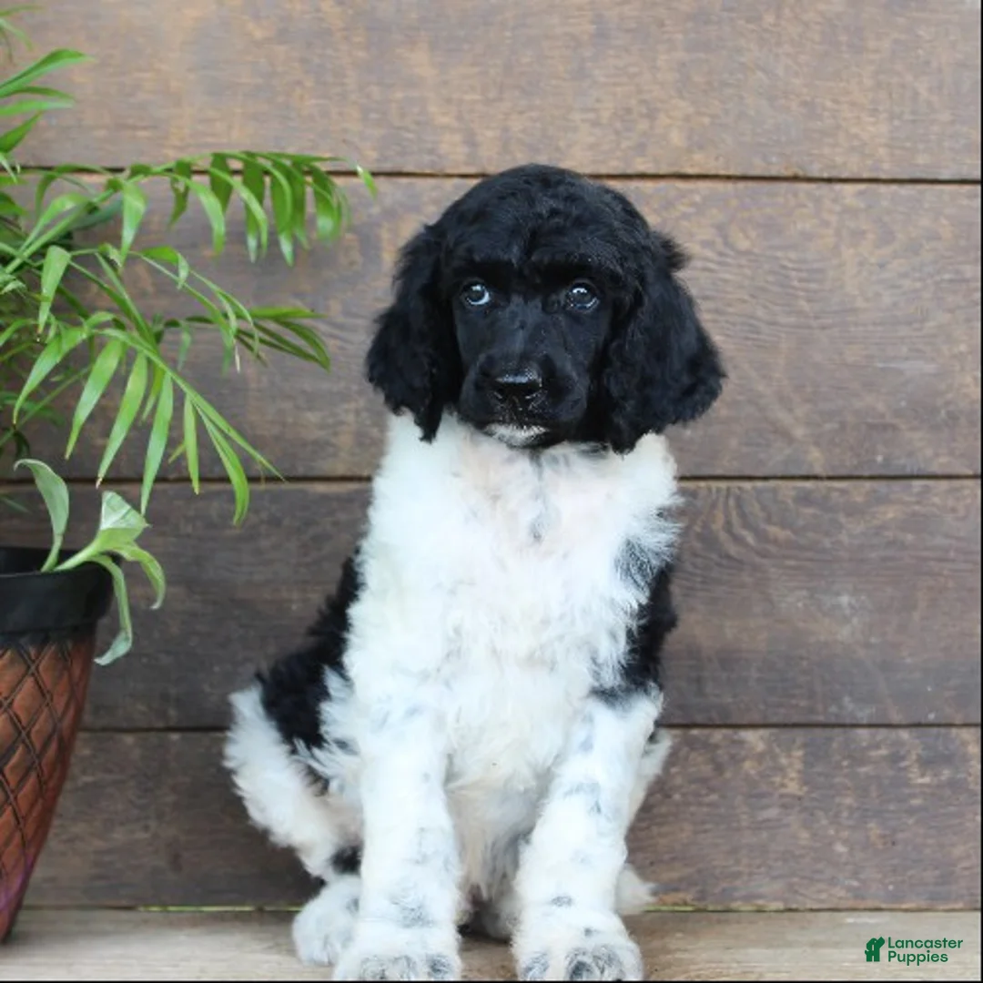 Standard Poodle dogs for sale: Frosty - Ad 2