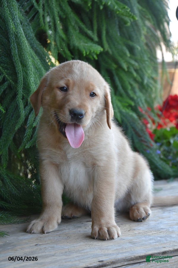 Goldador dogs for sale: Dex - Ad 1