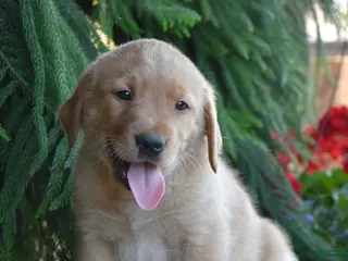Goldador dogs for sale: Dex - Ad 1