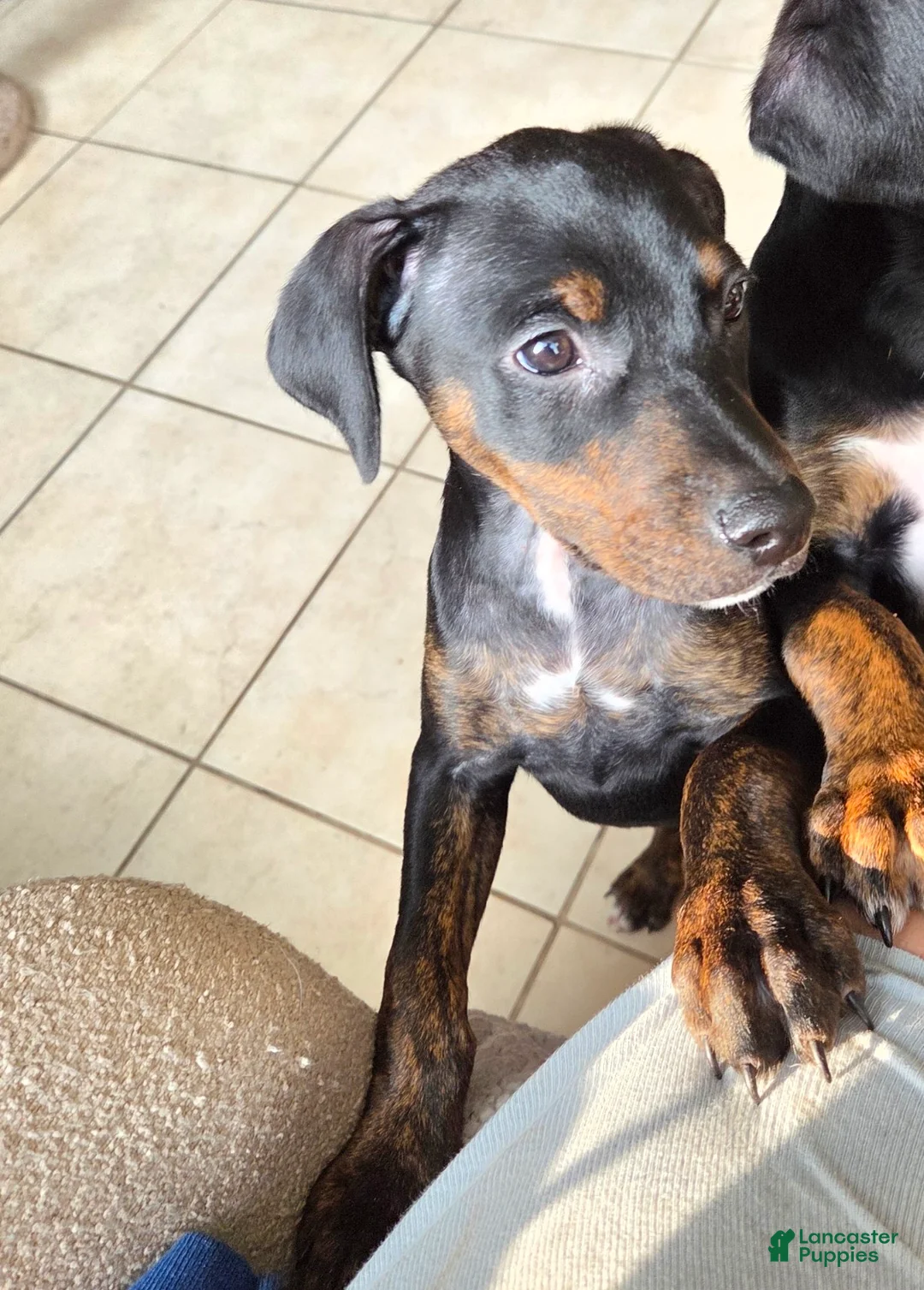 Mixed Breed dogs for sale: Ms. Pinky - Ad 2