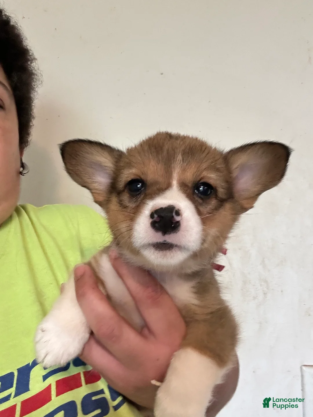 Welsh Corgi Pembroke dogs for sale: Hot pink - Ad 3