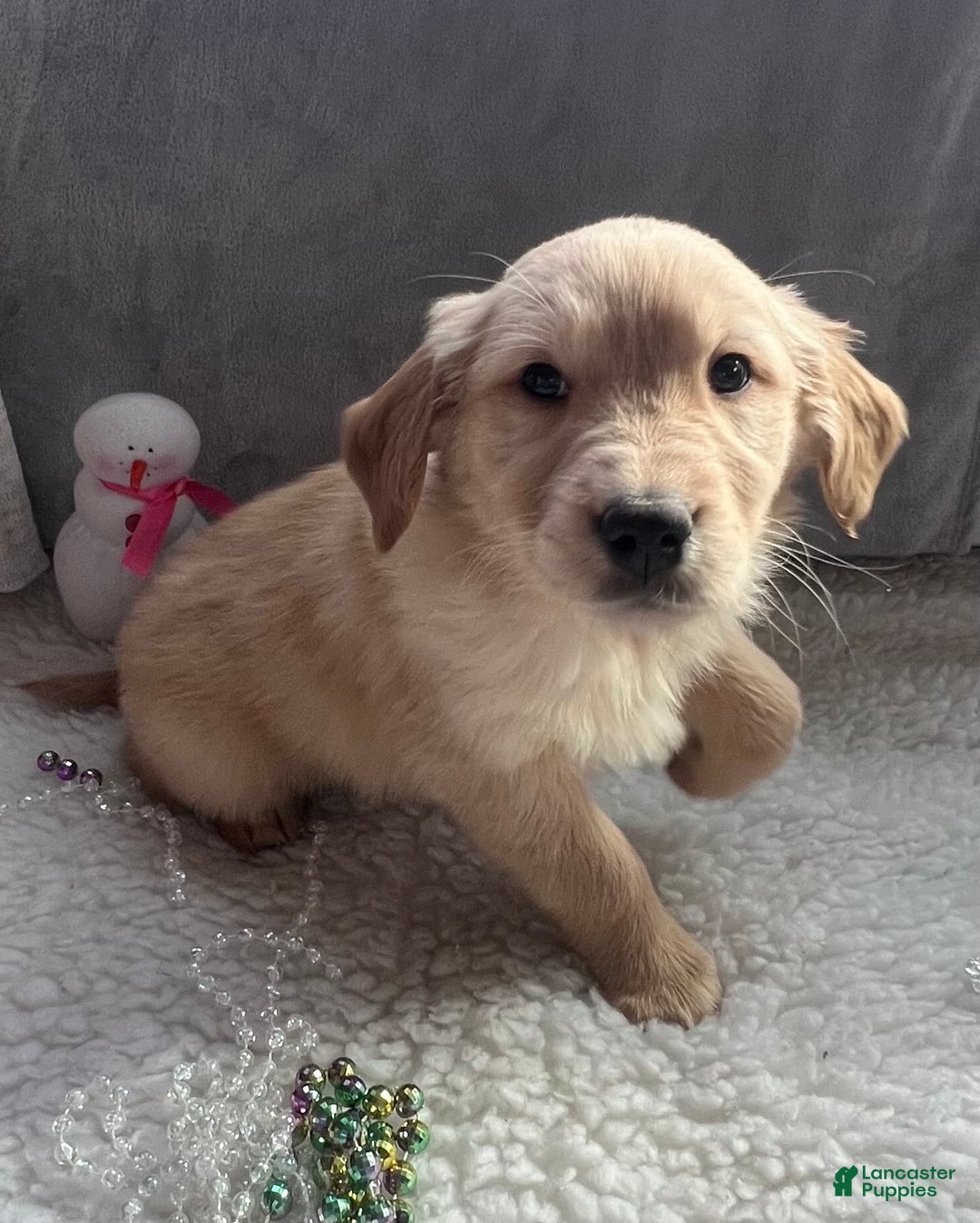 Golden Retriever dogs for sale: Bentley - Ad 3