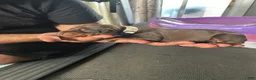Doberman Pinscher dogs for sale: Tan Collar - Ad 2