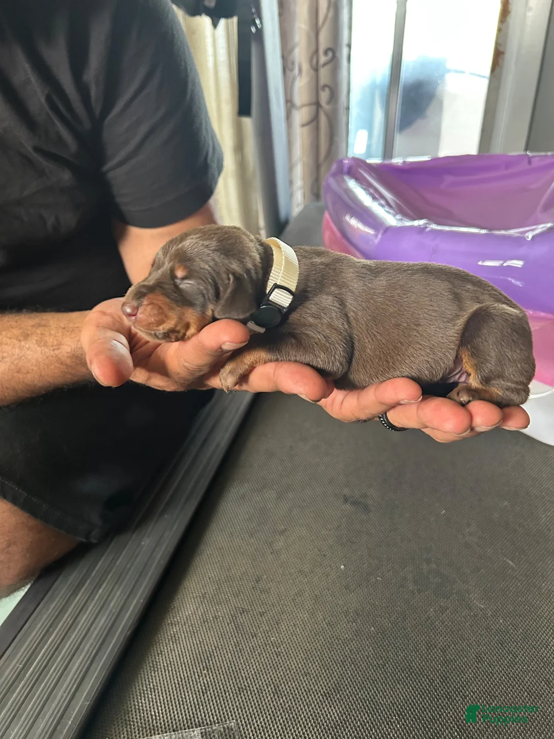 Doberman Pinscher dogs for sale: Tan Collar - Ad 2
