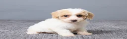 Bichpoo dogs for sale: Kate - Ad 3