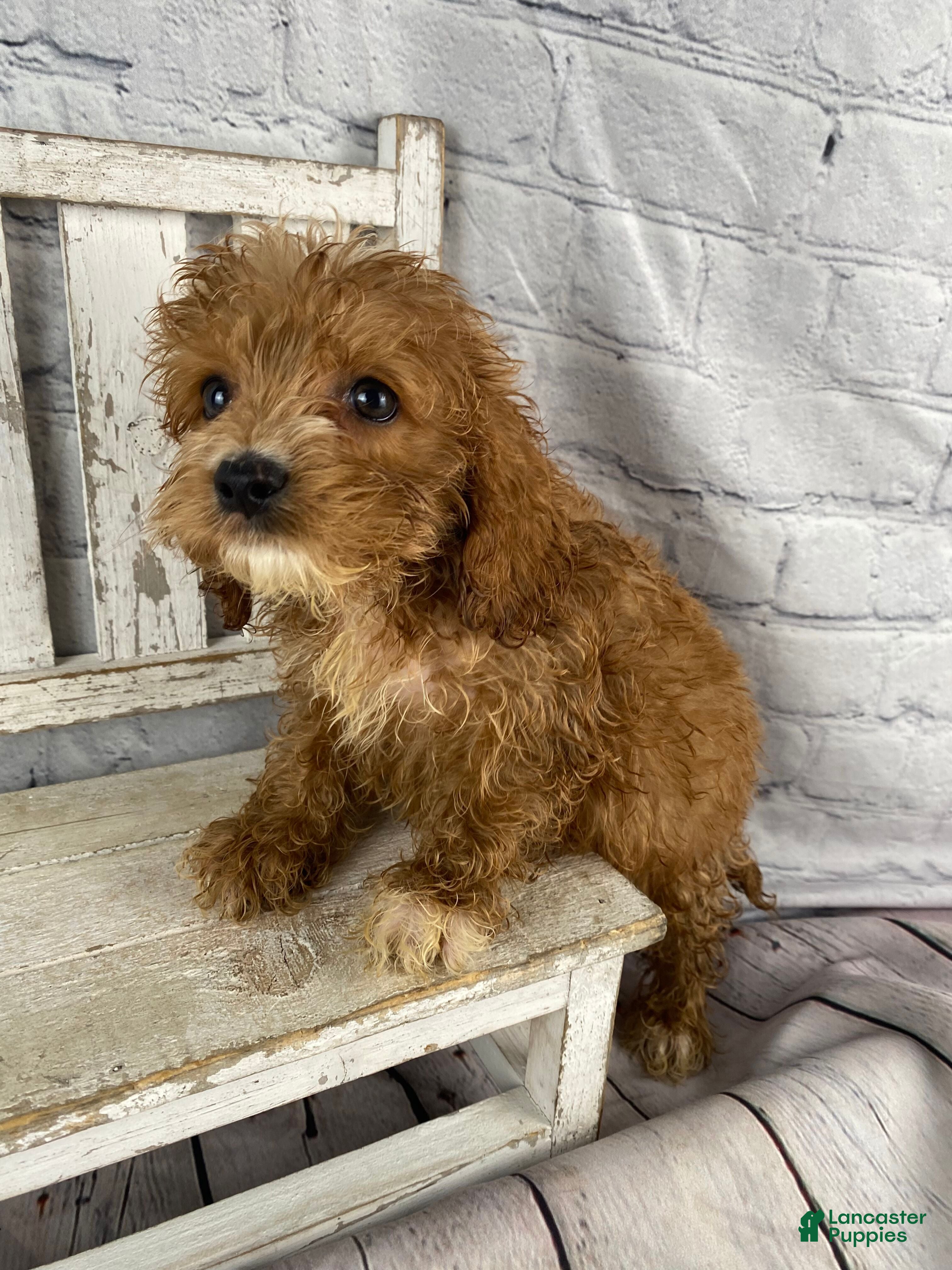 Cockapoo dogs Puck - Ad 1