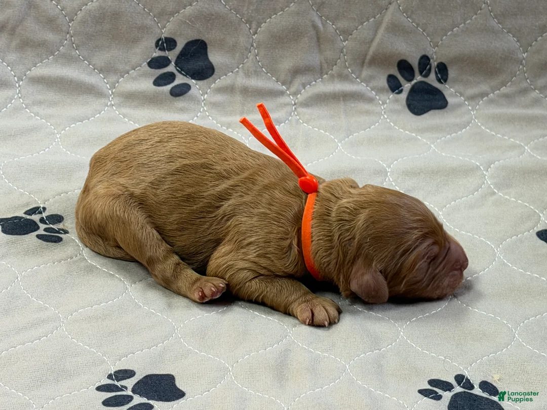 Goldendoodle dogs for sale: Orange - Goldendoodle Puppy 9 - Ad 3