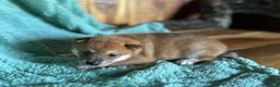 Shiba Inu dogs for sale: Shiba Inu Puppy 6 - Ad 3