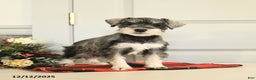 Miniature Schnauzer dogs for sale: Jingle  - Ad 3