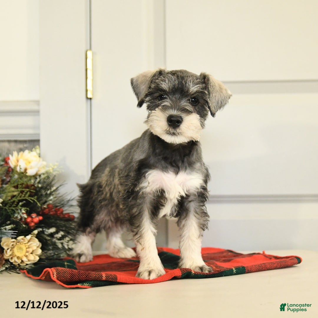 Miniature Schnauzer dogs for sale: Jingle  - Ad 3