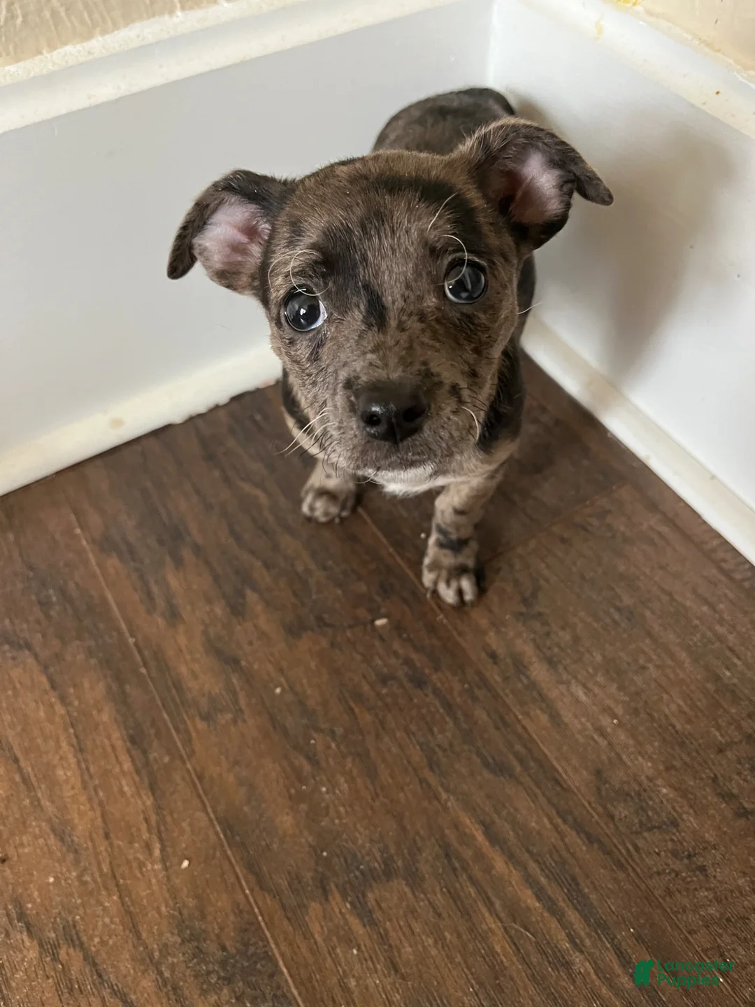 Chihuahua dogs for sale: Blue Merle Vivian - Ad 2