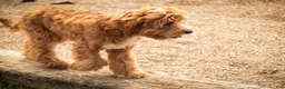 Cavapoo dogs for sale: Herbie - Ad 8