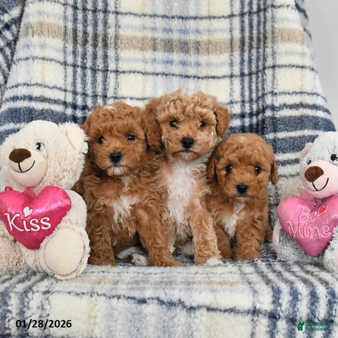 Havapoo dogs for sale: Toast - Ad 5